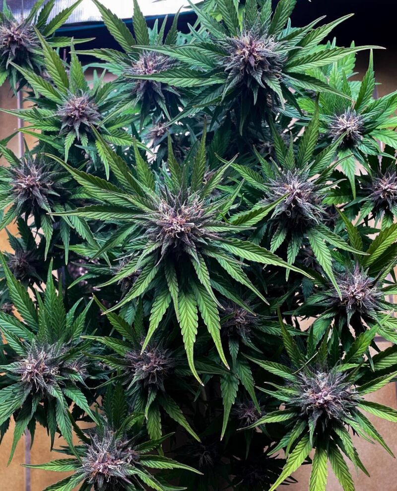 Purple Haze Auto, Фасовка: 3, изображение 3